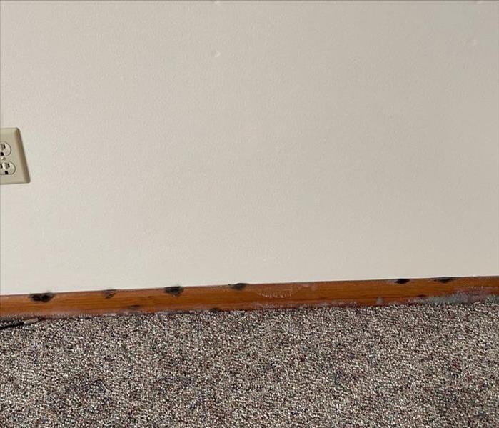 Mold on Carpet and Base Board