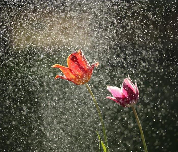 Heavy Rain on flowers